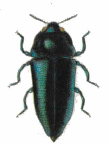 Meliboeus nigrocoeruleus