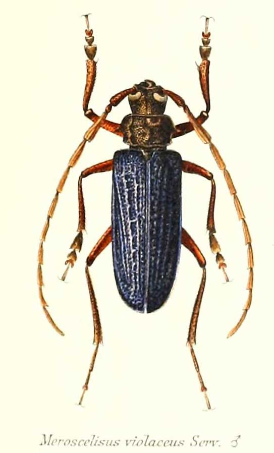 Meroscelisus violaceus