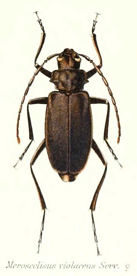 Meroscelisus violaceus