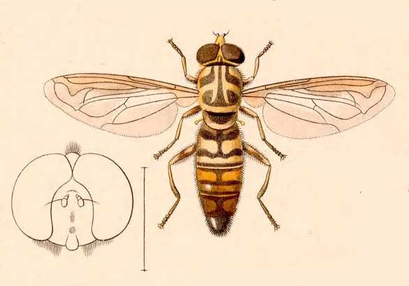 Milesia pulchra