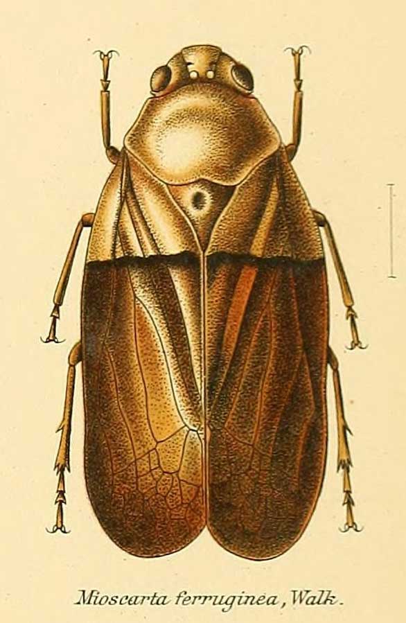 Mioscarta ferruginea