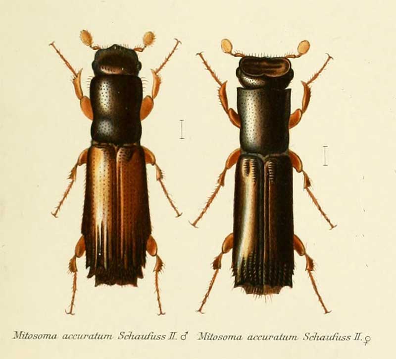 Mitosoma accuratum