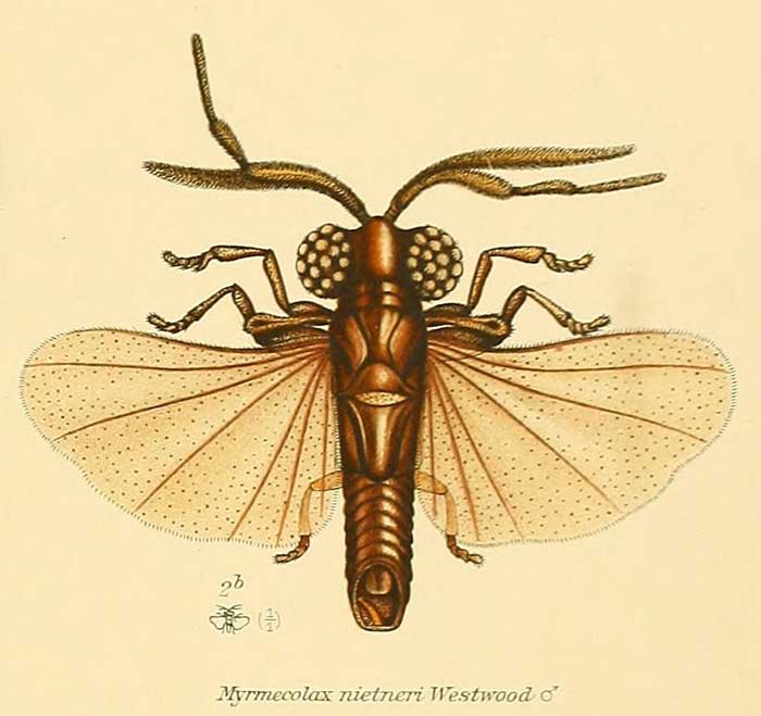 Myrmecolax nietneri