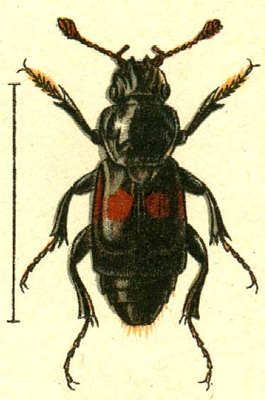 Nicrophorus marginatus