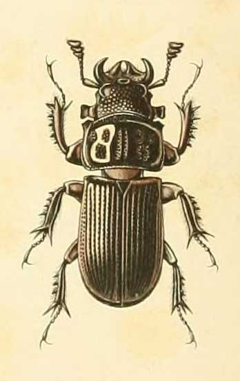 Nigidius grandis