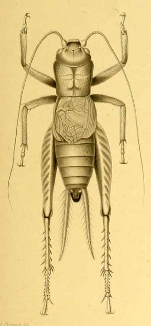 Notosciobia rouxi