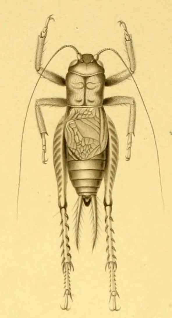 Notosciobia velutina