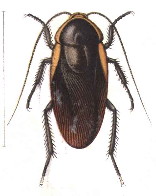 Nyctibora sericea