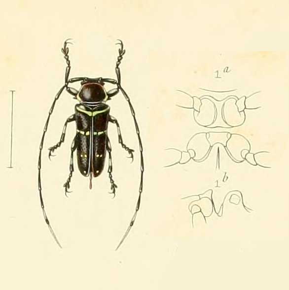 Nyctopais mysteriosus