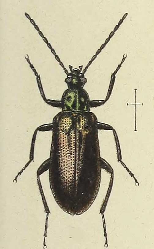 Nypsius foveatus