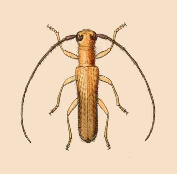 Oberea pallidula