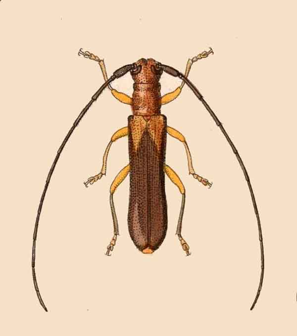 Oberea scutellaris