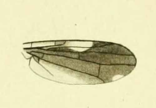 Ocnerioxyna gracilis