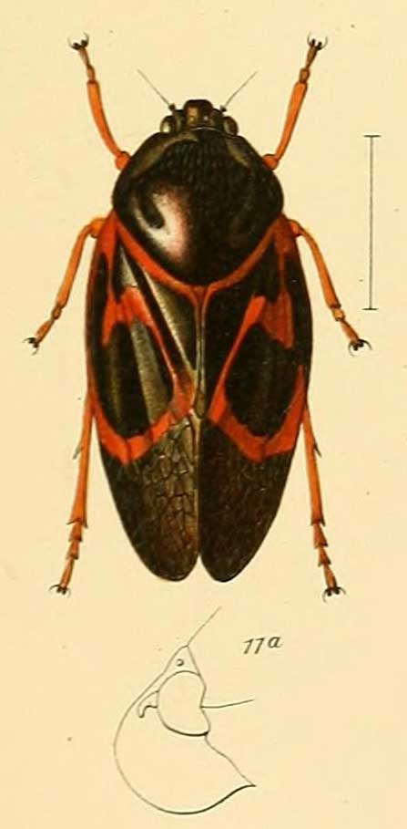 Okiscarta uchidae