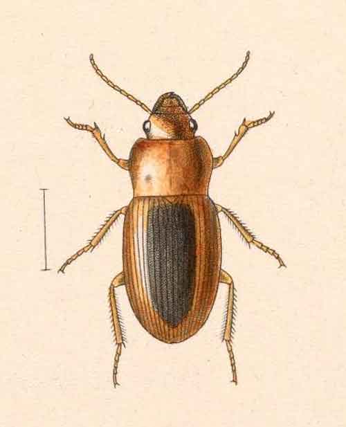 Ooidius dorsiger