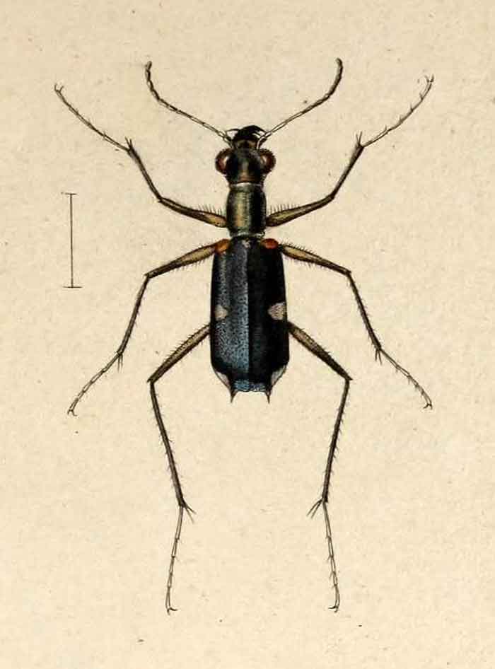 Opisthencentrus dentipennis