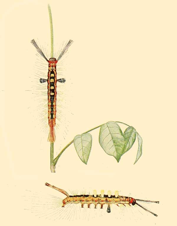 Orgyia thyellina