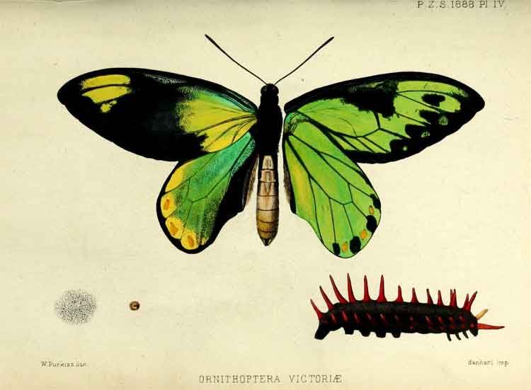 Ornithoptera victoriae