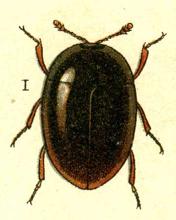 Orthoperus atomus