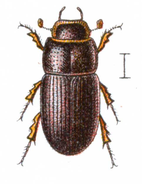 Oxyomus sylvestris