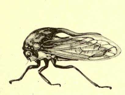 Oxyrhachis fidelis