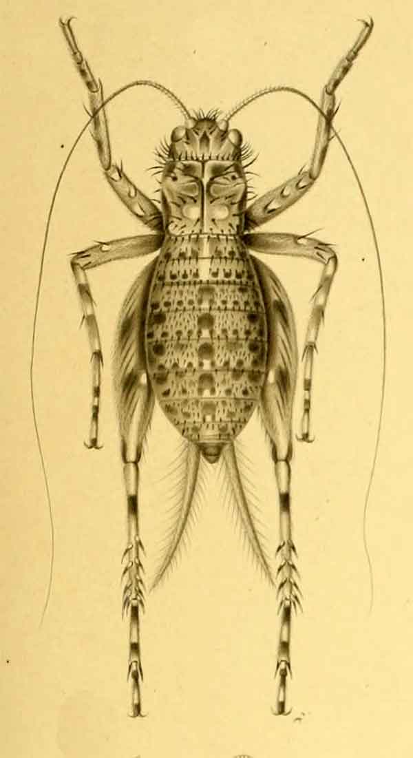 Paniella apterus