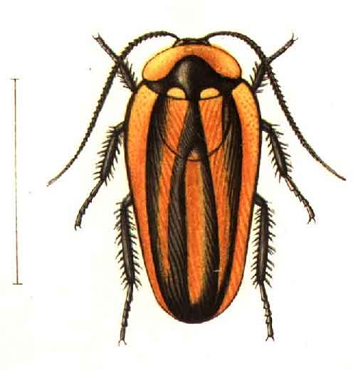 Paratropes phalerata