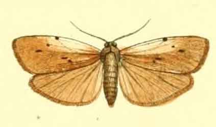 Pelosia muscerda