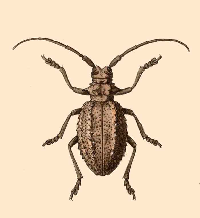 Phantasis gigantea 