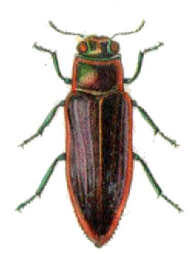 Philocteanus rugifrons