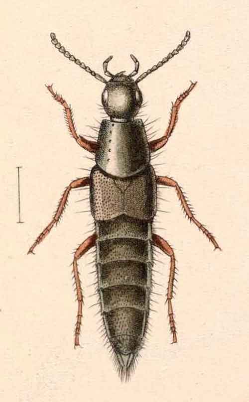 Philonthus nitidicollis