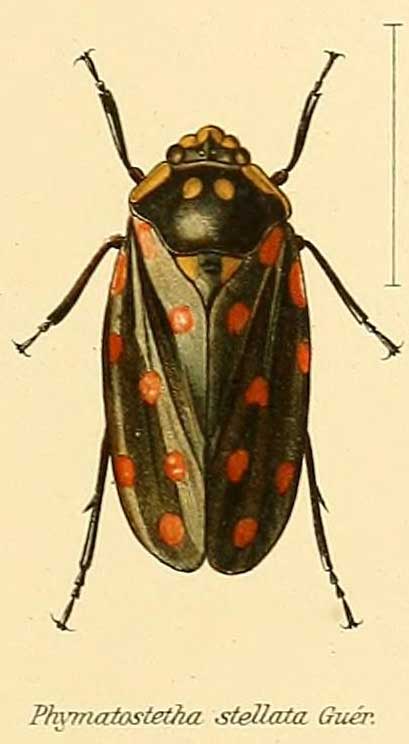 Phymatostetha stellata