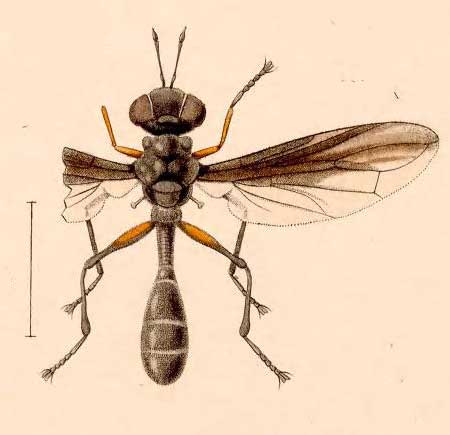 Physocephala carbonaria