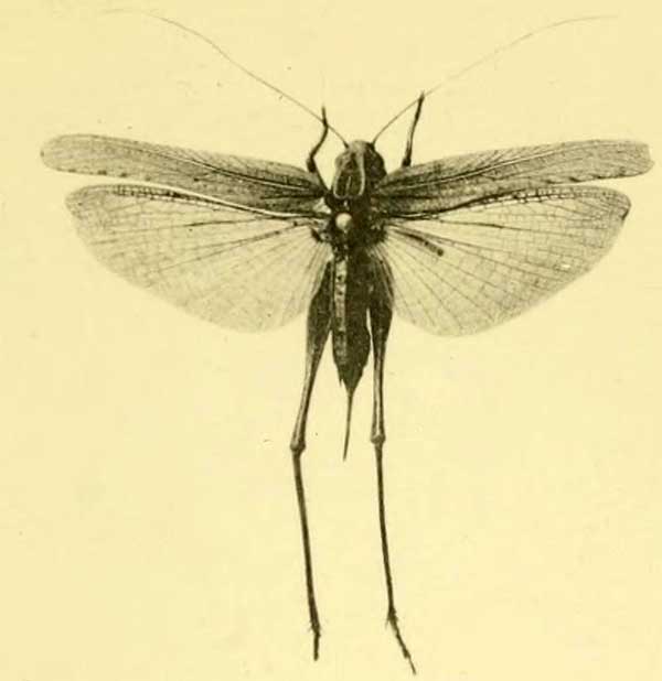 Platycleis albopunctata albopunctata