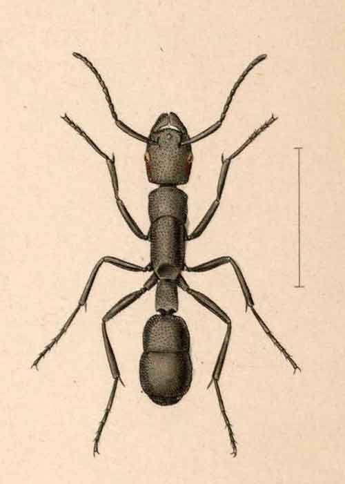 Platythyrea cribrinodis