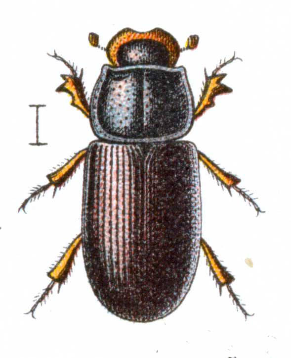 Platytomus tibialis