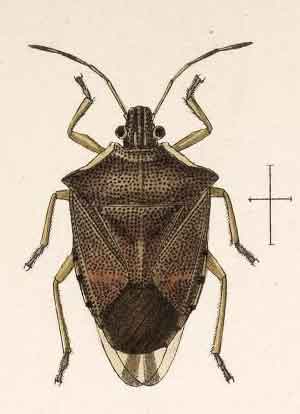 Podisus aenescens