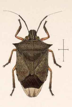 Podisus modestus