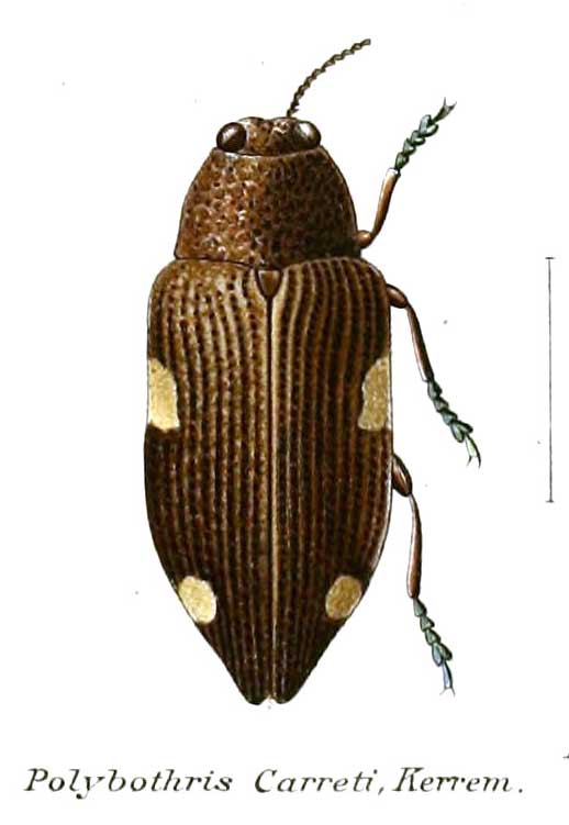 Polybothris carreti