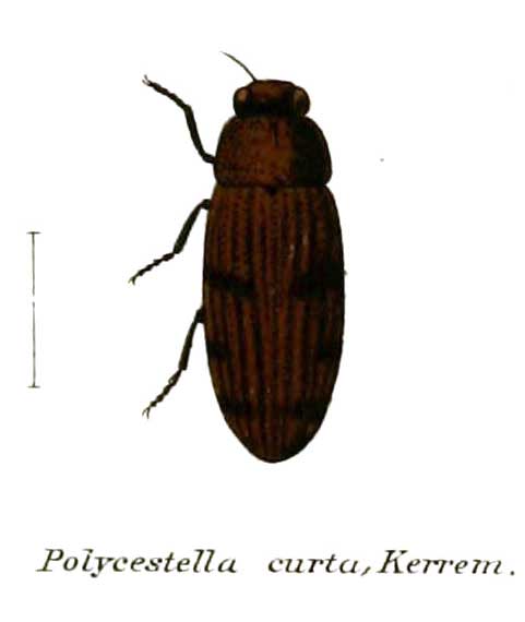 Polycestella curta