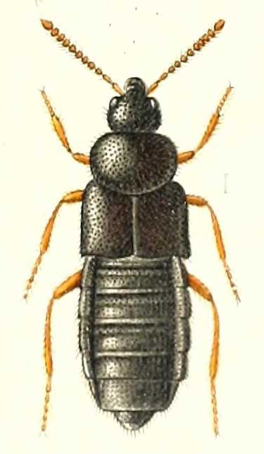 Poromniusa crassa