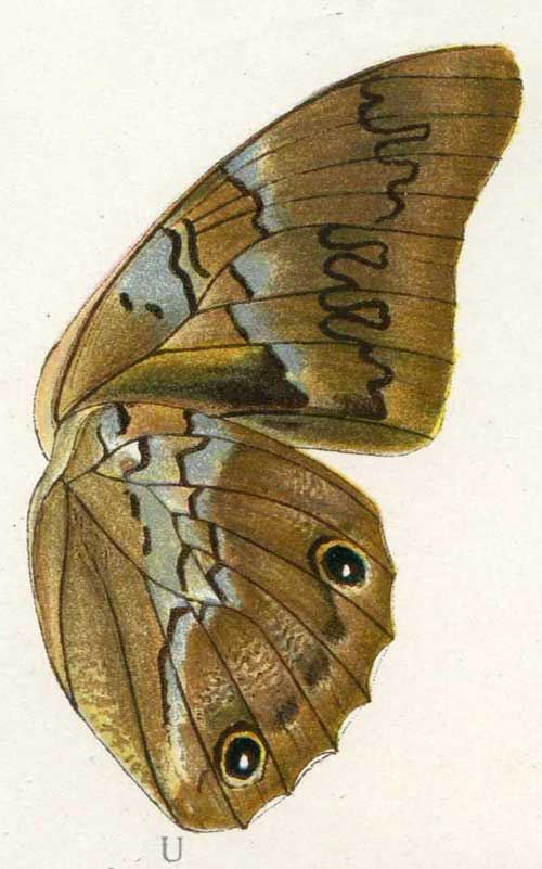 Prepona deiphile neoterpe