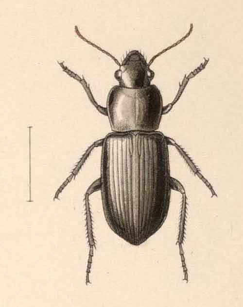 Progonochaetus caffer