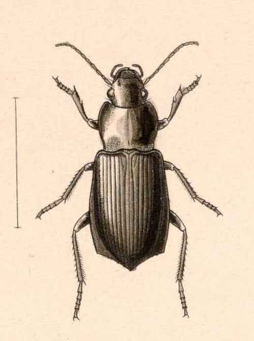 Progonochaetus dilatatus