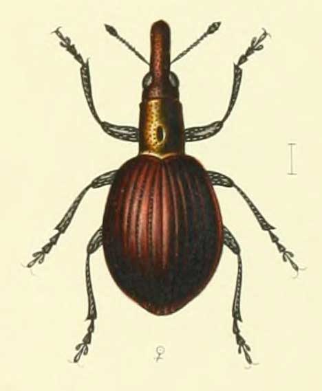 Pseudaplemonus limonii