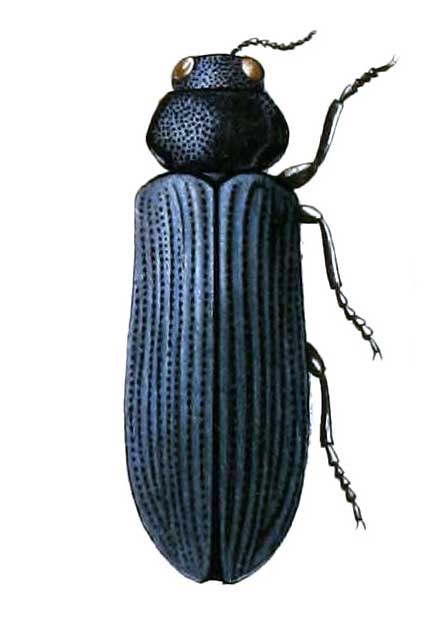 Pseudocastalia bennigseni