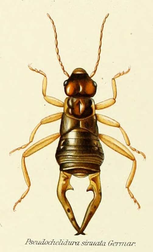 Pseudochelidura sinuata