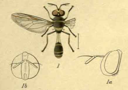 Pseudomicrodon bellulus