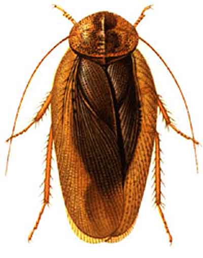 Pseudophoraspis fruhstorferi