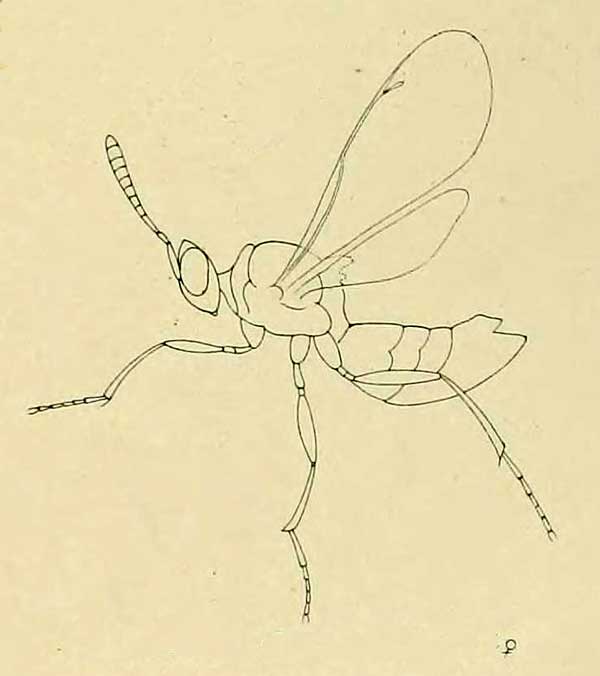 Psilocera clavicornis